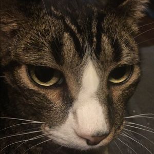 Meet your Posher, Connie